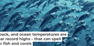 As ocean temperatures rise during El Niño, fish can find themselves in hot water. Geoff Trodd/Unsplash